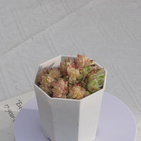 2'' Echeveria Pink Queen, Rare Live Succulent Plants