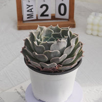 5'' Echeveria Desert Camel, Rare Live Succulent Plants