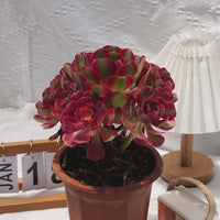 7'' Aeonium Pink Witch, Rare Live Succulent Plants