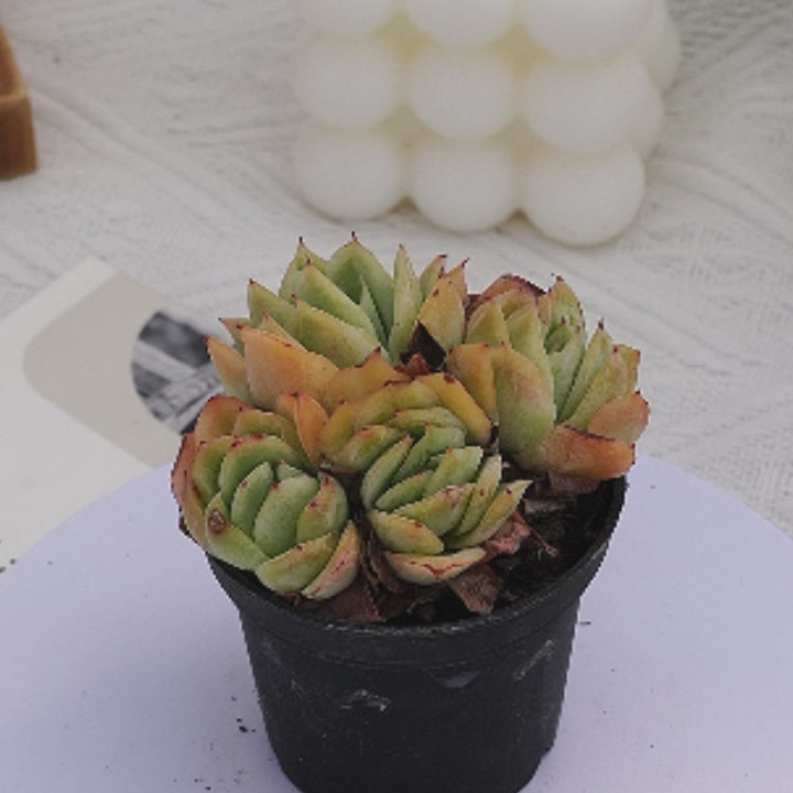 2'' Echeveria Lovesickness, Rare Live Succulent Plants – cocosucculent