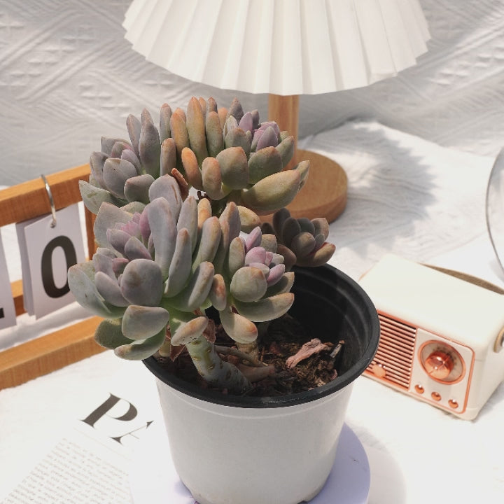 5'' Pachyphytum Beauty Finger, Rare Live Succulent Plants – cocosucculent