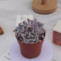 3'' Echeveria White Madiba, Rare Live Succulent Plants