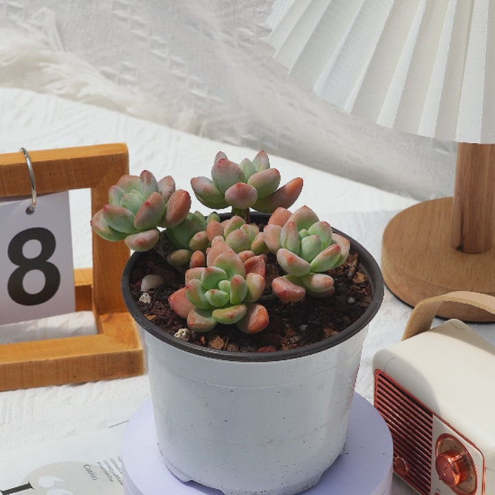 4mula succulents 4'' Graptosedum Miul, Rare Live Succulent Plants – cocosucculent