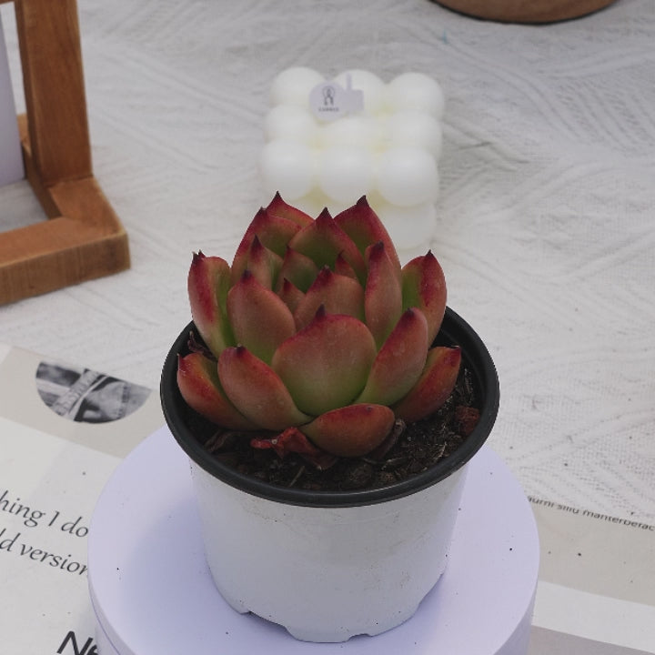 frank reinelt succulent 2.5'' Echeveria Agavoides Frank Reinelt, Rare Live Succulent Plants –  cocosucculent