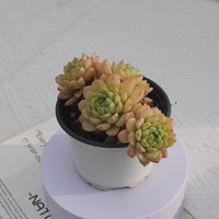 4'' Echeveria Macadamia, Rare Live Succulent Plants