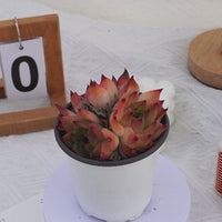 4'' Echeveria Caesar, Rare Live Succulent Plants