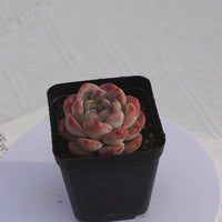 2'' Echeveria Apparition, Rare Live Succulent Plants