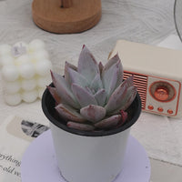 4'' Echeveria Mexican Giant, Rare Live Succulent Plants