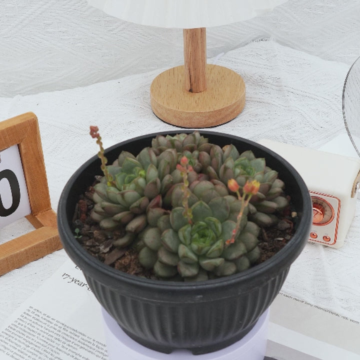 amethorum succulent 6'' Graptoveria Amethorum, Rare Live Succulent Plants