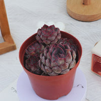 5'' Echeveria Dark Ice, Rare Live Succulent Plants