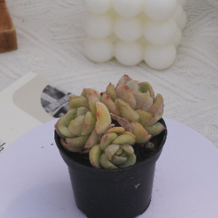 macchiato potted plant 2'' Echeveria Macchiato, Rare Live Succulent Plants
