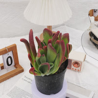 5'' Kalanchoe Firefox, Rare Live Succulent Plants