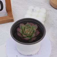 3'' Echeveria Longissima Round Leaf, Rare Live Succulent Plants