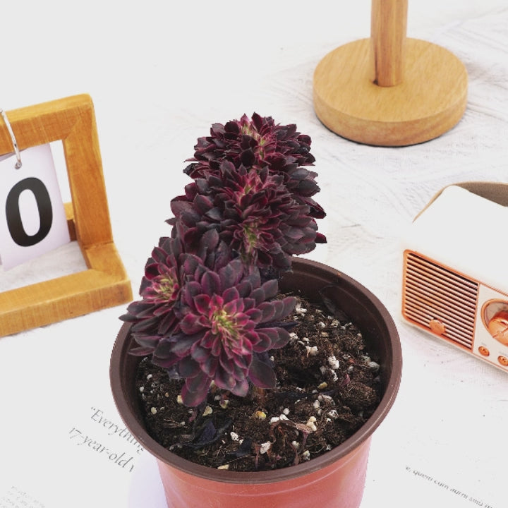 Live plant fashion succulent Aeonium Mardi Gras crested