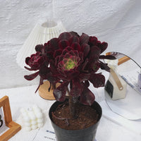 6'' Aeonium Dutch Round Leaf, Rare Live Succulent Plants