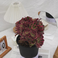 6'' Aeonium Pink Witch Crested, Rare Live Succulent Plants