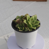 4'' Echeveria Green Rose, Rare Live Succulent Plants