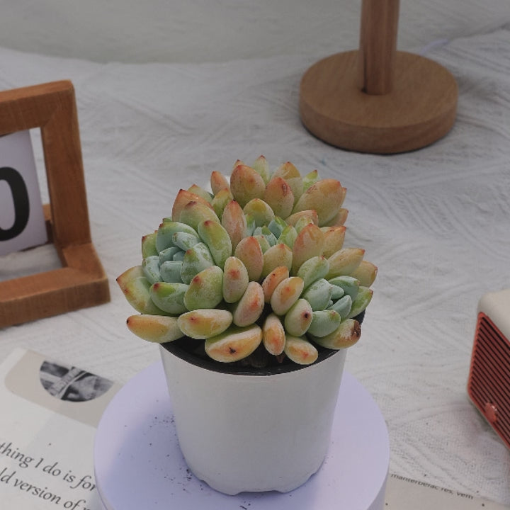 leucadia succulents 4'' Echeveria Laui Clavatum, Rare Live Succulent Plants – cocosucculent