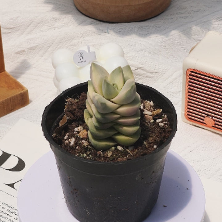 crassula moonglow succulent 2'' Crassula Moonglow Variegated, Rare Live Succulent Plants – cocosucculent