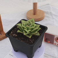 4'' Echeveria Multiflora Rose, Rare Live Succulent Plants