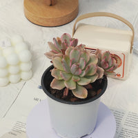4'' Echeveria Hoveyi Variegated, Rare Live Succulent Plants