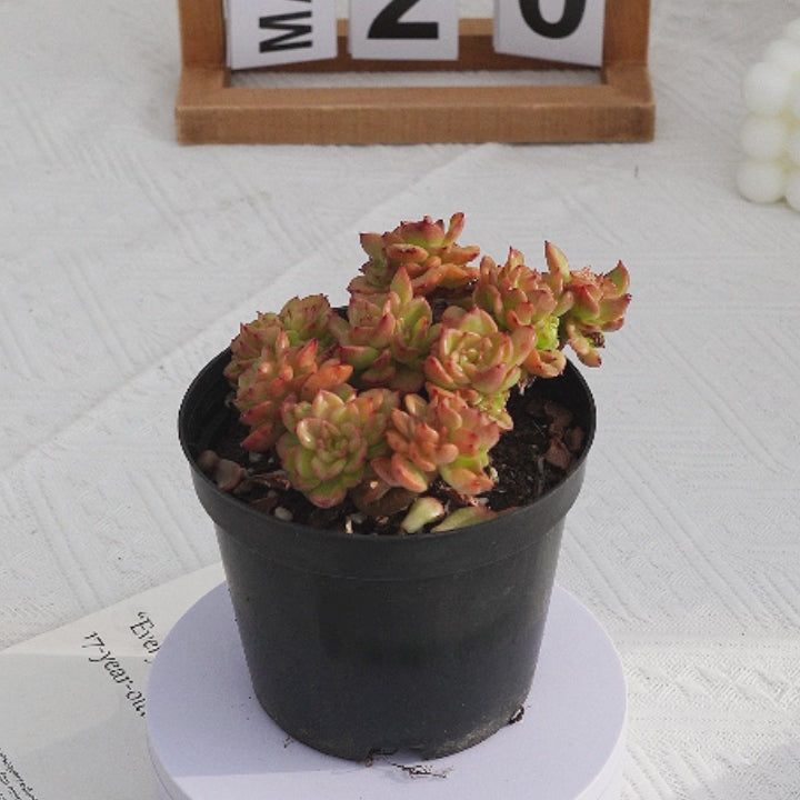 echeveria rolly cluster succulent plant 5'' Echeveria Rolly, Rare Live Succulent Plants – cocosucculent