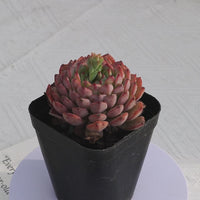 3'' Echeveria Blue Minima, Rare Live Succulent Plants