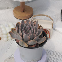 5'' Echeveria Ruyonii Variegated, Rare Live Succulent Plants