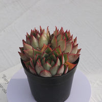4'' Echeveria Yeon-Deung, Rare Live Succulent Plants
