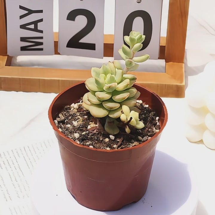 small live succulent plants 2.5'' Echeveria Tango Variegated, Rare Live Succulent Plants – cocosucculent