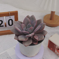5'' Echeveria Snow Bunny, Rare Live Succulent Plants