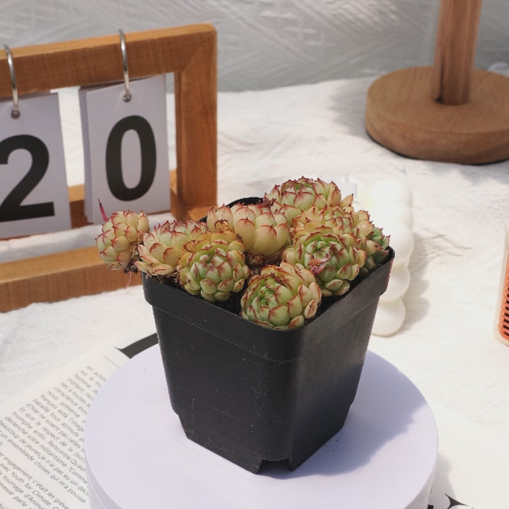 live small succulent plants 3'' Echeveria Little Red Boat, Rare Live Succulent Plants – cocosucculent
