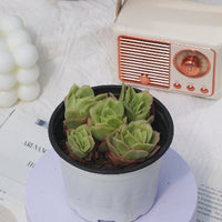 4'' Echeveria Ice Rose Variegated, Rare Live Succulent Plants