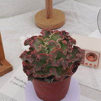 5'' Echeveria Takasago No Okina, Rare Live Succulent Plants