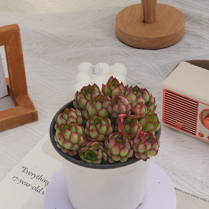 succulent price 4'' Echeveria Dream Rose, Rare Live Succulent Plants – cocosucculent