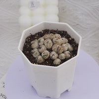 2.5'' Conophytum Obcordellum, Rare Live Succulent Plants