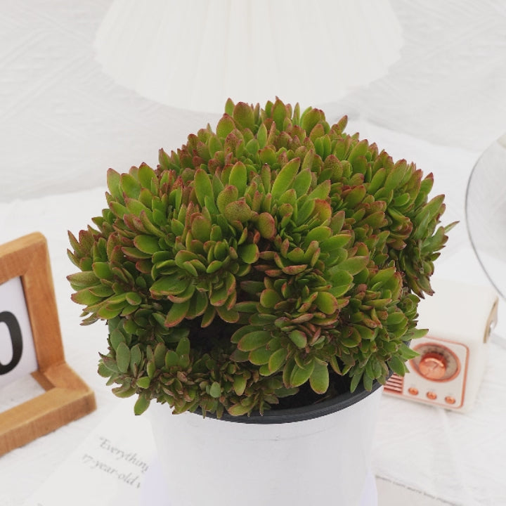 6'' Echeveria Candy Crested, Rare Live Succulent Plants – cocosucculent