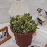 8'' Cotyledon Tomentosa White Bears, Rare Live Succulent Plants