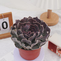 5'' Echeveria Swan Lake, Rare Live Succulent Plants