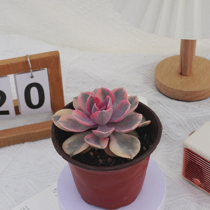 rainbow succulent plants for sale 4'' Echeveria Rainbow, Rare Live Succulent Plants