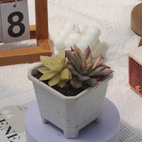 4'' Echeveria Moon Gad Varnish Variegated, Rare Live Succulent Plants