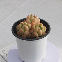 3'' Echeveria Green Submariner, Rare Live Succulent Plants