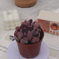 4'' Echeveria Cupid, Rare Live Succulent Plants