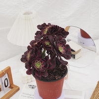 6'' Aeonium Medusa Crested, Rare Live Succulent Plants