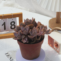5'' Graptoveria Gypsy, Rare Live Succulent Plants
