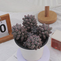 5'' Pachyphytum Baby Finger, Rare Live Succulent Plants