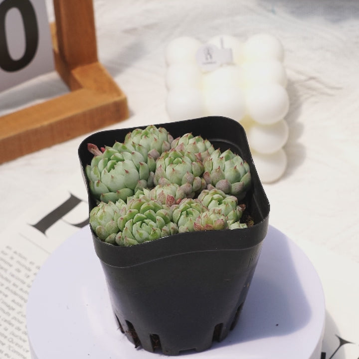 bobbly succulent 3'' Echeveria Butterball, Rare Live Succulent Plants – cocosucculent