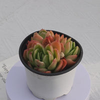 3.5'' Echeveria Agavoides Gilva, Rare Live Succulent Plants