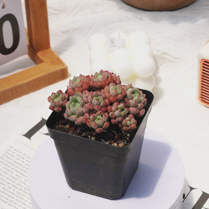 rare succulents near me 3'' Echeveria Red Embroidery Lady, Rare Live Succulent Plants –  cocosucculent