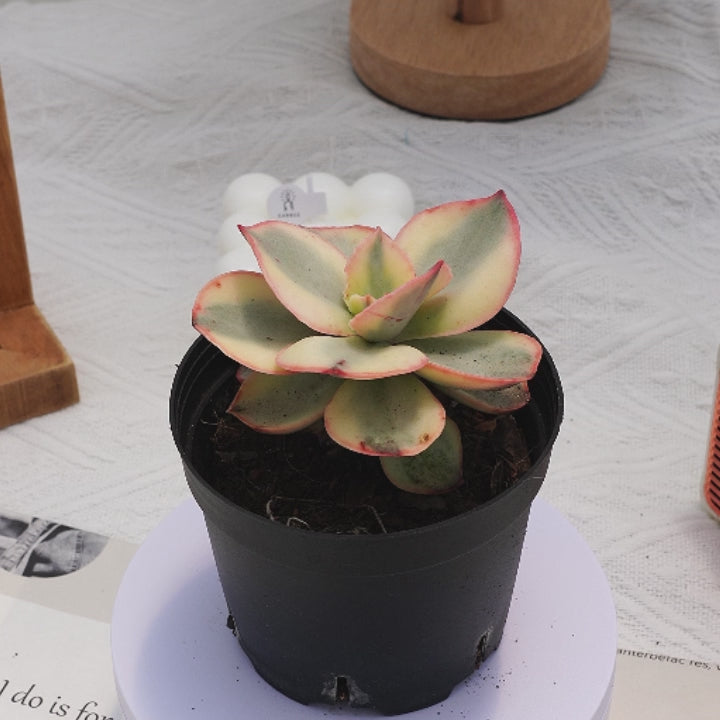 succulent leaves for sale 3'' Echeveria Suyon Variegated, Rare Live Succulent Plants – cocosucculent